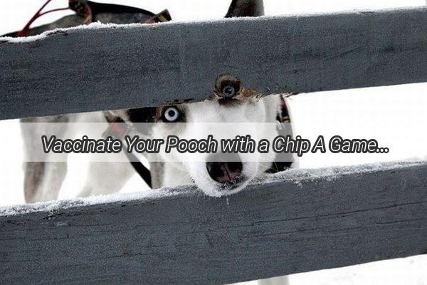  Vaccinate Your Pooch with a Chip A GameChanger for Furry Friends Safety